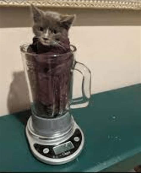 Cat blender video - Restraining an injured cat is a great technique to learn to help your pet. Learn the best ways to restrain an injured cat in any mood. Advertisement Restraining an injured cat is a...